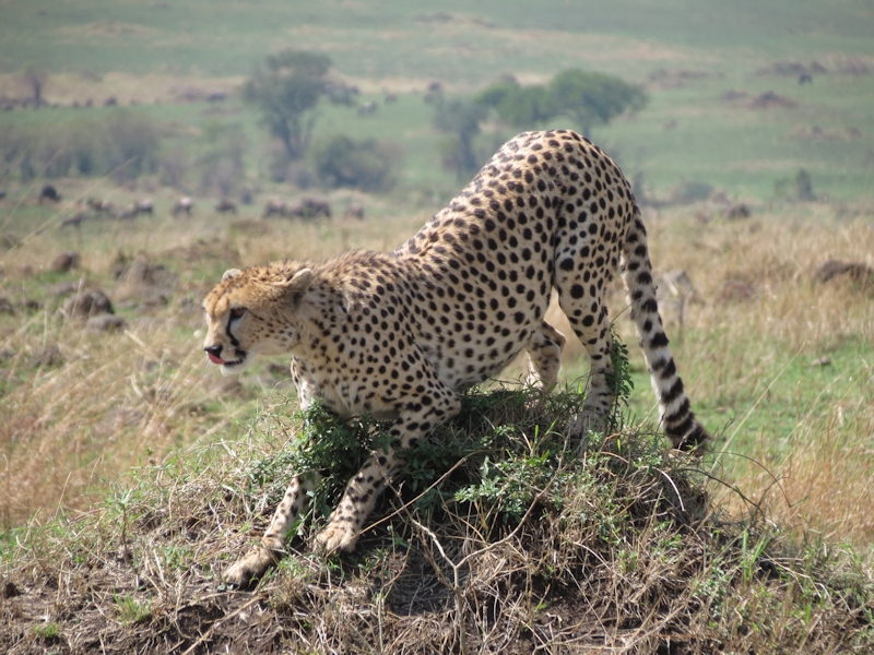 cheetah.jpg