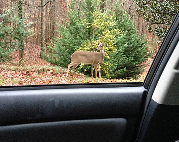 pipdeer.jpg